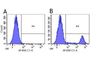 Flow-cytometry using the anti-CD20 research biosimilar antibody Rituximab   Human lymphocytes were stained with an isotype control (panel A) or the rabbit-chimeric version of Rituximab (panel B) at a concentration of 1 µg/ml for 30 mins at RT. (Recombinant MS4A1 (Rituximab Biosimilar) anticorps)