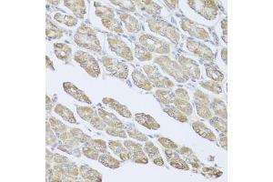 Immunohistochemistry of paraffin-embedded mouse stomach using MSMB antibody (ABIN6003799) at dilution of 1/100 (40x lens). (MSMB anticorps)