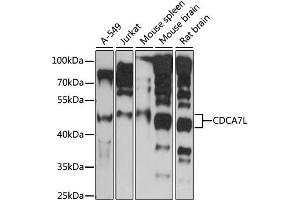 Western blot analysis of extracts of various cell lines, using CDCA7L antibody (ABIN6291901) at 1:1000 dilution. (CDCA7L anticorps)