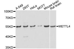 Western blot analysis of extracts of various cell lines, using METTL4 antibody (ABIN5996743) at 1/2000 dilution. (METTL4 anticorps)
