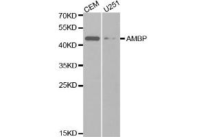 Western blot analysis of extracts of various cell lines, using AMBP antibody (ABIN5970945) at 1/1000 dilution. (AMBP anticorps)