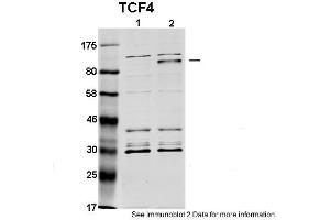 Western Blotting (WB) image for anti-Transcription Factor 4 (TCF4) (N-Term) antibody (ABIN2792580) (TCF4 anticorps  (N-Term))