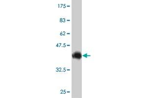 Western Blot detection against Immunogen (36.