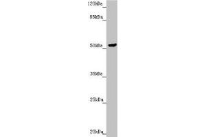 Western blot All lanes: PMPCB antibody at 2. (PMPCB anticorps  (AA 110-380))