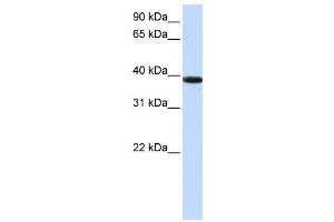 Western Blotting (WB) image for anti-Kelch Domain Containing 8B (KLHDC8B) antibody (ABIN2459197) (KLHDC8B anticorps)