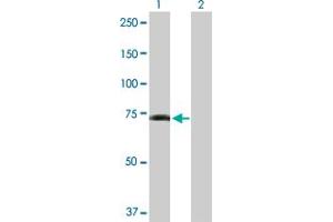 Western Blot analysis of GPR50 expression in transfected 293T cell line by GPR50 MaxPab polyclonal antibody.