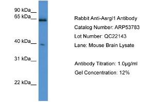 WB Suggested Anti-Asrgl1  Antibody Titration: 0. (ASRGL1 anticorps  (C-Term))