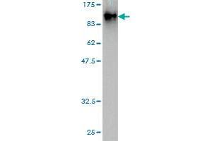 Western Blot detection against Immunogen (82. (EIF4G3 anticorps  (AA 1-515))
