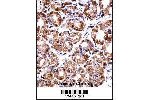 POLI Antibody immunohistochemistry analysis in formalin fixed and paraffin embedded human stomach tissue followed by peroxidase conjugation of the secondary antibody and DAB staining. (POLI anticorps  (C-Term))