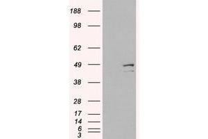 Image no. 1 for anti-Death-Associated Protein 3 (DAP3) (C-Term) antibody (ABIN374210) (DAP3 anticorps  (C-Term))