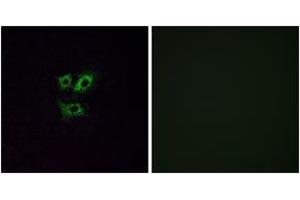 Immunofluorescence (IF) image for anti-Olfactory Receptor, Family 2, Subfamily Y, Member 1 (OR2Y1) (AA 161-210) antibody (ABIN2890993) (OR2Y1 anticorps  (AA 161-210))