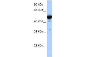 GLUD1 antibody - N-terminal region  validated by WB using Fetal Liver Lysate at 1ug/ml.