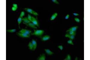 Immunofluorescence staining of Hela cells with ABIN7163687 at 1:100, counter-stained with DAPI.