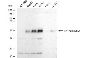 Western blotting analysis using GATA2/GATA3 antibody (ABIN7800933).