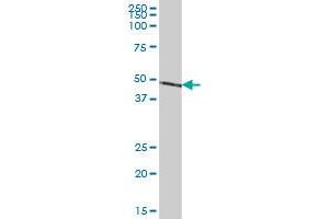 NDUFS2 MaxPab polyclonal antibody.