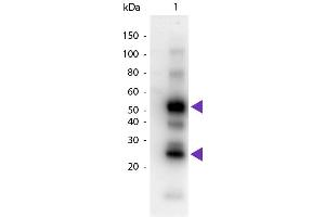 Western Blot of Goat anti-Human IgG Pre-Adsorbed Peroxidase Conjugated Secondary Antibody. (Chèvre anti-Humain IgG (Heavy & Light Chain) Anticorps (HRP))