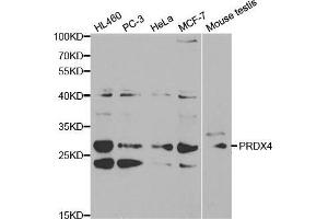 Western blot analysis of extracts of various cell lines, using PRDX4 antibody.