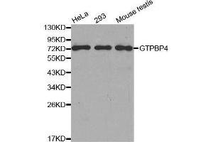 Western blot analysis of extracts of various cell lines, using GTPBP4 antibody. (GTPBP4 anticorps  (AA 385-634))
