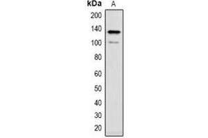 Western blot analysis of CACNA2D1 expression in rat brain (A) whole cell lysates.