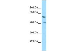 Western Blotting (WB) image for anti-Vomeronasal 1 Receptor 1 (VN1R1) (C-Term) antibody (ABIN2790169) (VN1R1 anticorps  (C-Term))