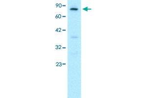 Western Blot analysis of HepG2 cell lysate with FOXE3 polyclonal antibody  at 0. (FOXE3 anticorps  (C-Term))