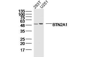 Lane 1: 293T; Lane 2: U251 cell lysates probed with BTN2A1 Polyclonal Antibody, Unconjugated (bs-20473R) at 1:300 overnight at 4˚C. (BTN2A1 anticorps  (AA 101-200))