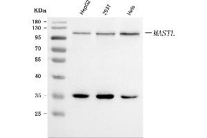 Western blot analysis of GWL/MASTL using anti-GWL/MASTL antibody (ABIN7600309).
