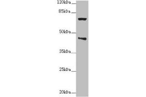 Western blot All lanes: POC1A antibody at 2. (POC1A anticorps  (AA 138-407))