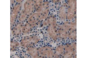 Used in DAB staining on fromalin fixed paraffin- embedded Kidney tissue (Laminin beta 3 anticorps  (AA 30-222))