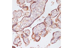 Immunohistochemistry of paraffin-embedded human placenta using KLKB1 antibody (ABIN6129407, ABIN6142966, ABIN6142968 and ABIN6220944) at dilution of 1:100 (40x lens). (KLKB1 anticorps  (AA 20-300))