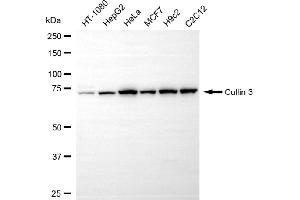 Western blotting analysis using cullin 3 antibody (ABIN7798179).