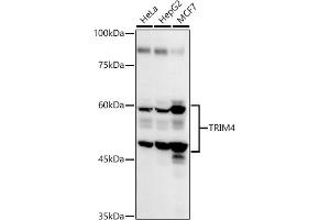 Western blot analysis of extracts of various cell lines, using TRIM4 antibody (ABIN7270999) at 1:1000 dilution. (TRIM4 anticorps  (AA 1-280))