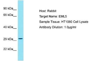 Host: Rabbit Target Name: EML5 Sample Tissue: Human HT1080 Whole Cell Antibody Dilution: 1ug/ml