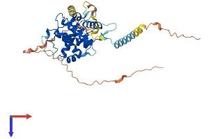 AlphaFold protein structure predicition of Human Recombinant CCNYL1 Protein, UniprotID Q8N7R7
