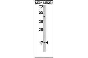Image no. 1 for anti-Leptin (LEP) (AA 138-167), (C-Term) antibody (ABIN358628) (Leptin anticorps  (C-Term))