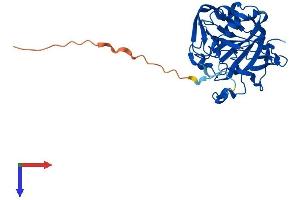 AlphaFold protein structure predicition of Human Recombinant CA8 Protein, UniprotID P35219
