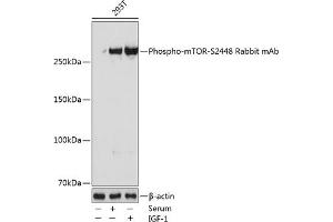 Western blot analysis of extracts of 293T cells, using Phospho-mTOR-S2448 Rabbit mAb (ABIN7268435) at 1:1000 dilution.