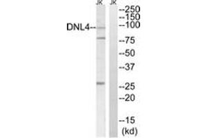 Western blot analysis of extracts from Jurkat cells, using DNL4 Antibody. (LIG4 anticorps  (AA 591-640))