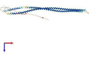 AlphaFold protein structure predicition of Mouse Recombinant Krt34 Protein, UniprotID Q9D646