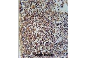 FA49A Antibody (N-term) (ABIN651554 and ABIN2840298) immunohistochemistry analysis in formalin fixed and paraffin embedded human lymph tissue followed by peroxidase conjugation of the secondary antibody and DAB staining.