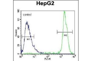 GM Antibody (Center) (ABIN654109 and ABIN2843991) flow cytometric analysis of HepG2 cells (right histogram) comred to a negative control cell (left histogram). (GPAM anticorps  (AA 426-455))