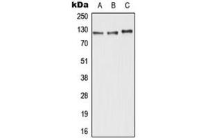 Western blot analysis of ABCC11 expression in HepG2 (A), Raw264. (ABCC11 anticorps  (N-Term))