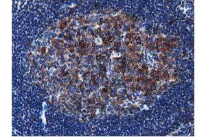 Image no. 10 for anti-Transforming, Acidic Coiled-Coil Containing Protein 3 (TACC3) antibody (ABIN1498095) (TACC3 anticorps)