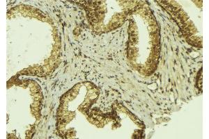 ABIN6274193 at 1/100 staining Mouse colon tissue by IHC-P. (TFE3 anticorps  (Internal Region))