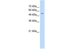 FJX1 anticorps  (N-Term)