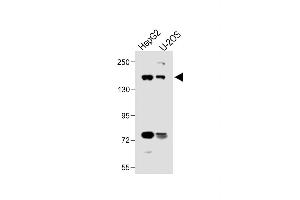 All lanes : Anti-hABCB4- at 1:500 dilution Lane 1: HepG2 whole cell lysate Lane 2: U-2OS whole cell lysate Lysates/proteins at 20 μg per lane.