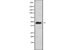 Western blot analysis GPRC5C using COS7 whole cell lysates (GPRC5C anticorps)