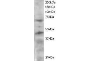 Image no. 1 for anti-Telomeric Repeat Binding Factor (NIMA-Interacting) 1 (TERF1) (C-Term) antibody (ABIN374172) (TRF1 anticorps  (C-Term))