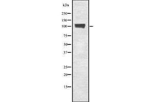 Western blot analysis of TF3C3 using COS7 whole cell lysates
