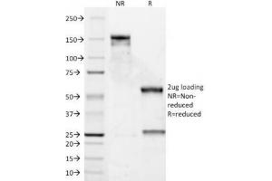 SDS-PAGE Analysis of Purified, BSA-Free Cyclin D1 Antibody (DCS-6). (Cyclin D1 anticorps)